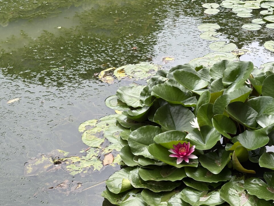 池に咲く睡蓮の花。8月の仏国寺